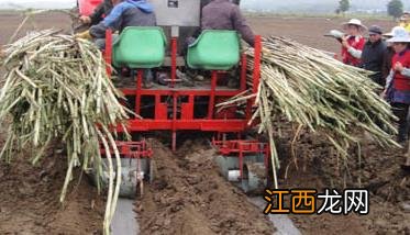 甘蔗要怎么种,甘蔗的种植技术 甘蔗主要种植步骤与技术要点