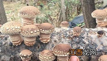 香菇最佳采摘时间 香菇采摘时间是几月份