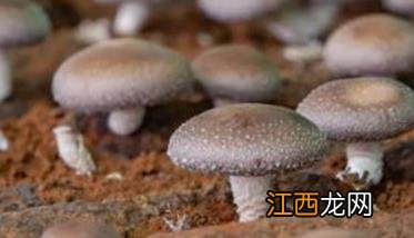 香菇最佳采摘时间 香菇采摘时间是几月份