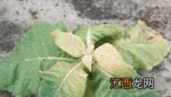 除草剂对烟叶产生药害怎么办 烟叶除草剂药害发生后怎么解决?