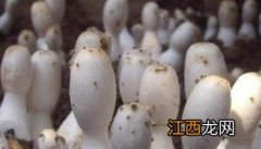 鸡腿菇对生长温度等生长环境条件的要求有哪些