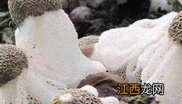 如何种植竹荪 如何种植竹荪