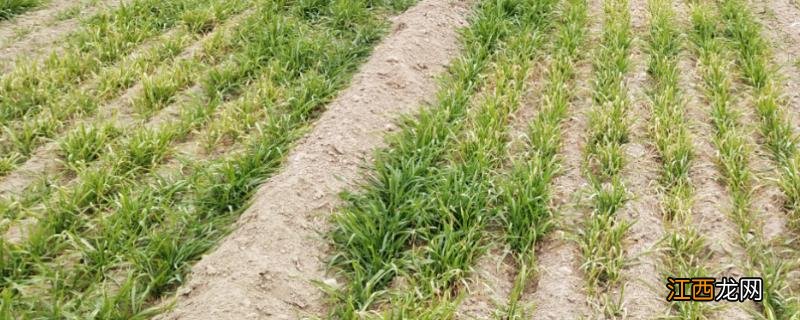 小麦幼苗发黄死苗什么原因,如何防治
