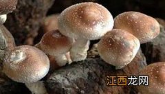 香菇栽培方式有哪些，其优缺点表现在哪些方面