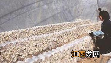 室外栽培草菇工艺流程 草菇的室外栽培技术要点与种植步骤