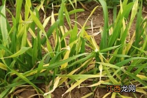 小麦苗期病害及防治方法 小麦苗期病害图解