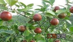 介绍几个优良无性系油茶品种 油茶中最好品种