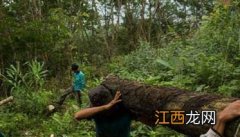 橡胶树种植技术及施肥需注意哪些问题 橡胶树种植技术及施肥需注意哪些