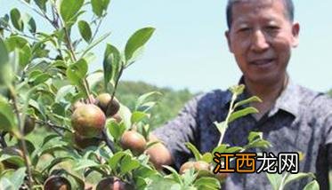 油茶高产栽培技术的五个要点有哪些 油茶高产栽培技术的五个要点