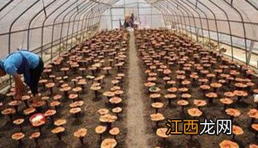 怎样用大棚种植灵芝种子 怎样用大棚种植灵芝
