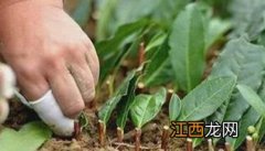 茶树种子什么时候播种 茶树种子什么时候成熟