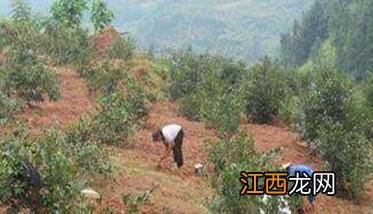 油茶树种植方法和管理 油茶树种植技术及管理须知