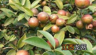 油茶树种植方法和管理 油茶树种植技术及管理须知