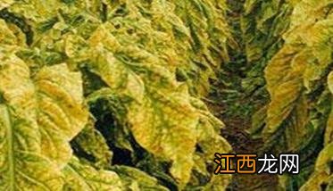 如何防治烟草烂根的方法 如何防治烟草烂根