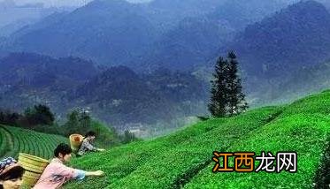 怎样使茶叶优质高产呢 怎样使茶叶优质高产