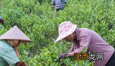 怎样使茶叶优质高产呢 怎样使茶叶优质高产