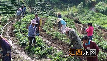 怎样使茶叶优质高产呢 怎样使茶叶优质高产