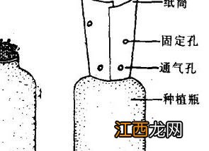 金针菇发酵料栽培 怎样用高粱酒糟瓶种金针菇