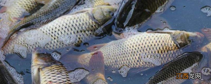 苯扎溴铵在水产养殖的作用，苯扎溴铵属于哪类消毒剂