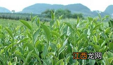 茶园管理技术 春季茶园管理技术