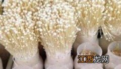 金针菇栽培季节、品种和场地选择 金针菇栽培要点