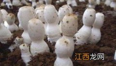 鸡腿菇种植方法视频 鸡腿菇种植方法