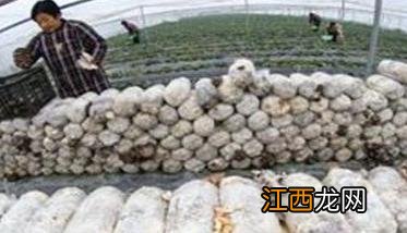 平菇接种后几天长菌丝怎么回事 平菇接种后几天长菌丝