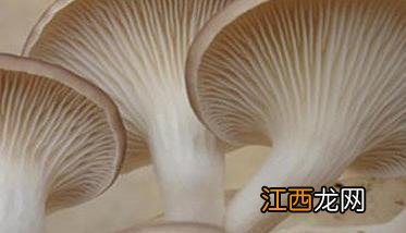 秀珍菇栽培种配方 秀珍菇栽培技术要点