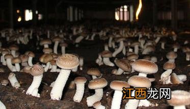 当前食用菌种植前景和面临的问题 当前食用菌种植前景和面临的问题及对策