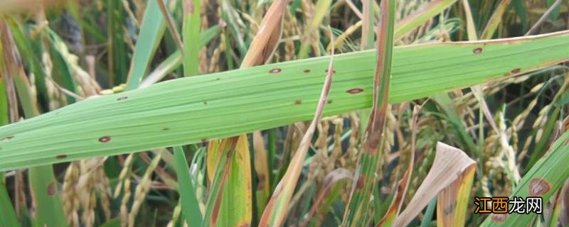 治水稻稻曲病和稻瘟病特效药,是什么原因引起的