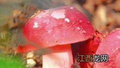 红菇种类图片大全 红菇的种类图片