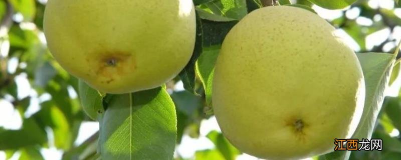 宝珠梨原产地种植保护的措施,宝珠梨的特点是什么