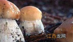 牛肝菌主要产于哪个地方 牛肝菌的产地分布有哪些？