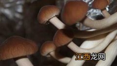 茶树菇的种植－茶树菇图片 茶树菇生长图片