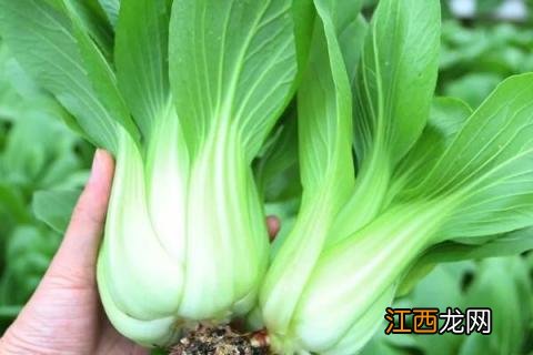 矮杆油菜品种有哪些 矮杆高产油菜品种