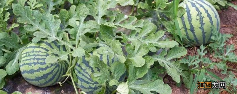 西瓜的生长过程,生长周期是多少天呢 西瓜的生长过程,生长周期是多少天