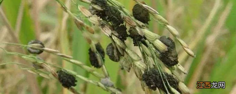 水稻穗子发黑是什么原因,穗子发白是什么原因