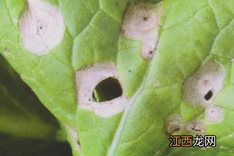 大白菜病害图片与用药 大白菜病虫害图片与防治方法