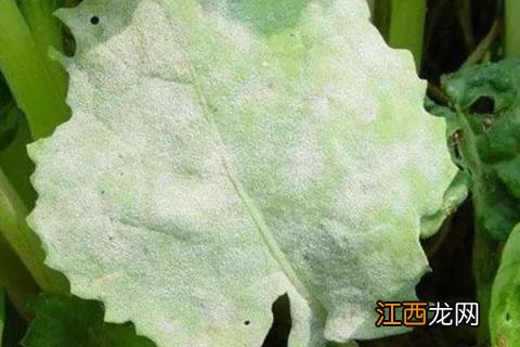 大白菜病害图片与用药 大白菜病虫害图片与防治方法