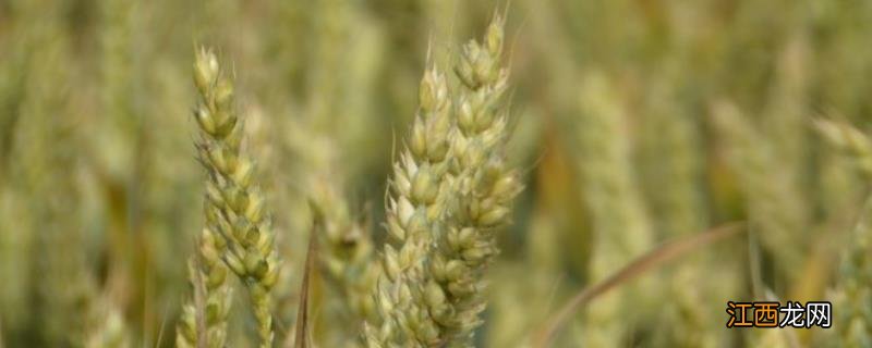 中信麦28小麦种的特征，附简介 中信麦58小麦种