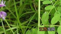 沙苑子的种植和亩产? 沙苑子高产栽培技术