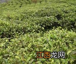 冬季茶园管理应做好防寒防冻措施 冬季茶园管理六步骤