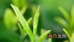 茶树种植中茶芽瘿蚊的防控技术 茶芽枯病的防治方法