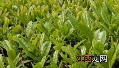 茶园农药的合理使用方法 怎么避免茶叶农药