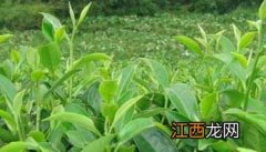 茶树育种品质鉴定方法 如何鉴定茶树