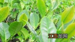 茶树怎么移栽成活率高 提高茶苗移栽成活率的办法