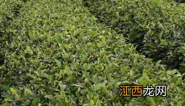 苦丁茶高产栽培技术 苦丁茶种植