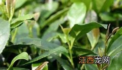 茶园抗旱保苗的应对措施 茶苗的栽培技术和管理