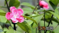 茶叶冻后如何才能恢复生产 茶叶冻了该采取怎样的措施