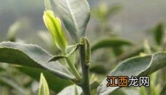 山区的茶树栽培技术 山区茶园茶树种植技术